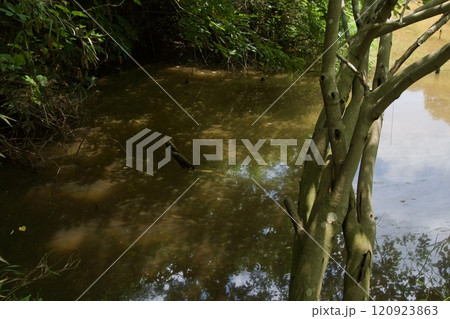 横浜市戸塚区 舞岡公園の夏の風景 横浜市戸塚区 舞岡公園の夏の風景 120923863