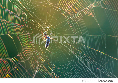 Closeup of a spider in a rainbow-colored web 120923961