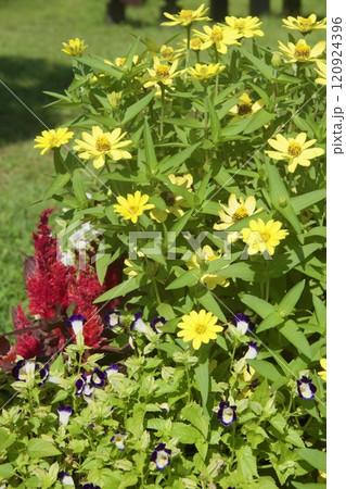 小菅ケ谷北公園　バーベキュー場 120924396