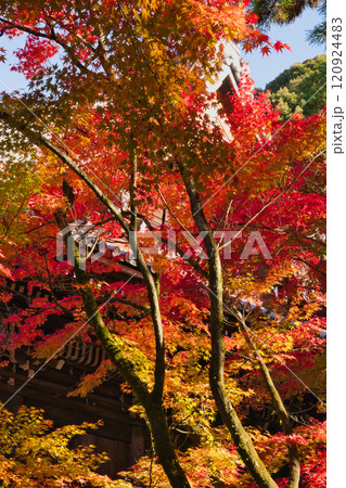 もみじの永観堂2024 もみじの永観堂2024 120924483