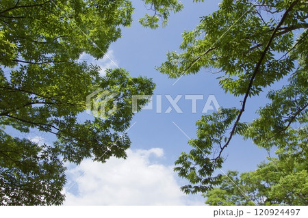 横浜市戸塚区 舞岡公園の夏の風景 横浜市戸塚区 舞岡公園の夏の風景 120924497