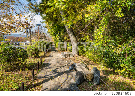 賀茂川半木の道 京都市 賀茂川半木の道 京都市 120924603