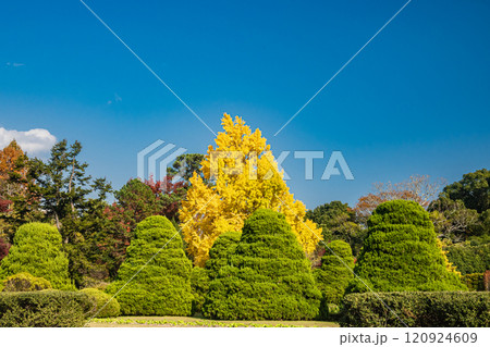 鮮やかに色づいたイチョウの大木 鮮やかに色づいたイチョウの大木 120924609