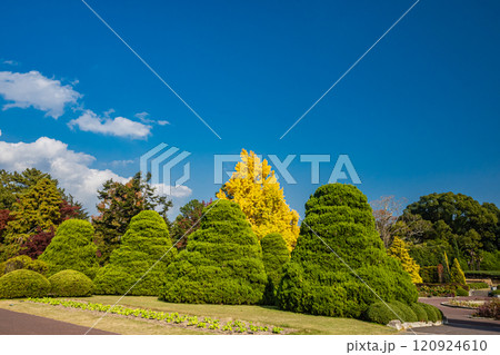 鮮やかに色づいたイチョウの大木 120924610