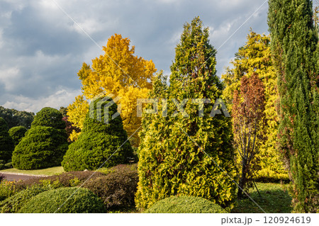 鮮やかに色づいたイチョウの大木 120924619