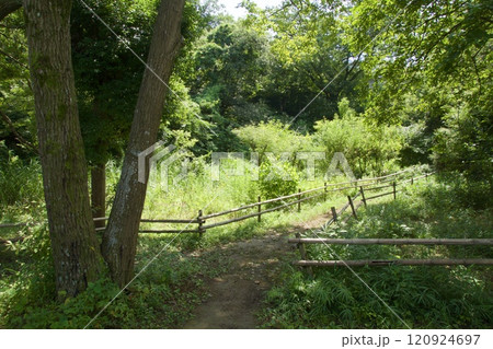 横浜市戸塚区 舞岡公園の夏の風景 横浜市戸塚区 舞岡公園の夏の風景 120924697