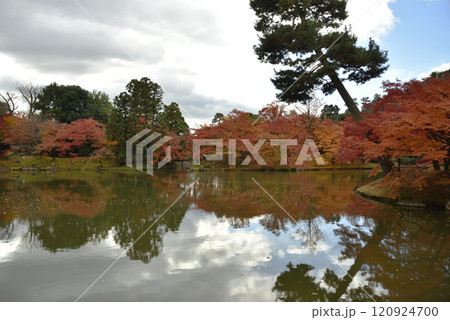 京都仙洞御所　北池の紅葉　秋季 120924700