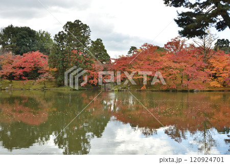 京都仙洞御所　北池の紅葉　秋季 120924701
