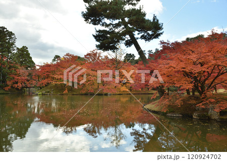 京都仙洞御所　北池の紅葉　秋季 120924702