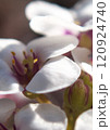 花 120924740