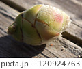 蕾 120924763