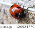 てんとう虫 120924770