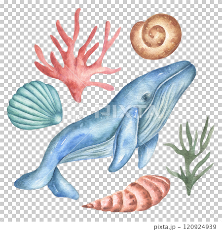 Watercolor set of illustrations of a whale, shells, coral marine collection. Underwater world on a transparent background. World Whale Day. 120924939
