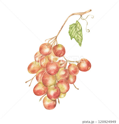 Grape brush watercolor illustration, in vintageのイラスト素材