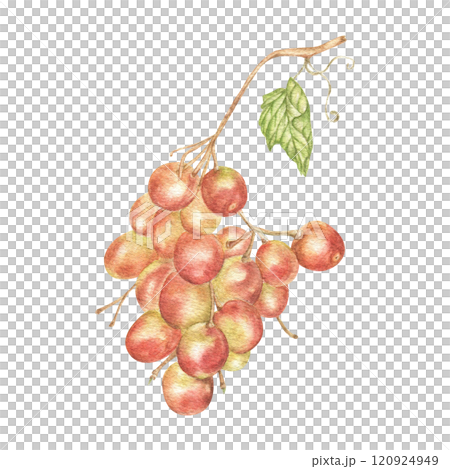 Grape brush watercolor illustration, in vintage style on a transparent background, is ideal for projects on culinary or wellness topics. Grape brush watercolor illustration, in vintage style on a transparent background, is ideal for projects on culinary or wellness topics. 120924949