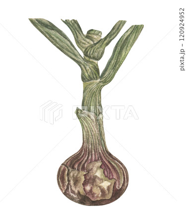 Watercolor illustration of ripe leeks in vintage colors, ideal for cooking or in the decoration of the natural theme of the earth, agriculture. on a transparent background 120924952