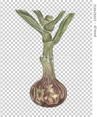 Watercolor illustration of ripe leeks in vintage colors, ideal for cooking or in the decoration of the natural theme of the earth, agriculture. on a transparent background 120924952