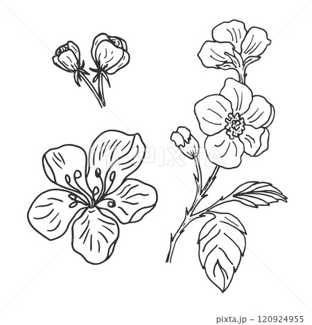 Linear drawings with flowering branches and flowers. Botanical hand-drawn graphic sketch for postcards, invitations, tattoos, labels, stickers, logos 120924955