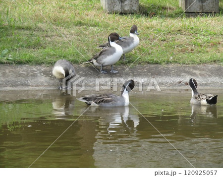稲毛海浜公園に来た冬の渡り鳥オナガガモ 120925057