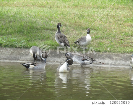 稲毛海浜公園に来た冬の渡り鳥オナガガモ 120925059