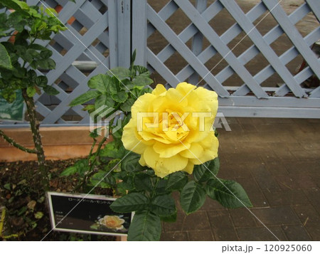 黄色い大きな薔薇の花 120925060