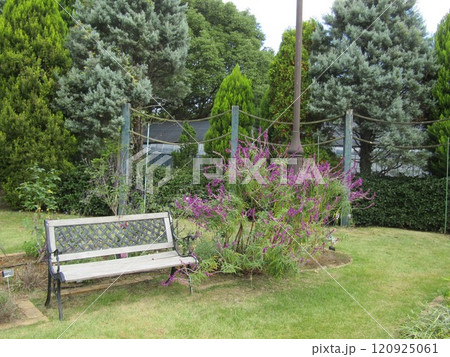 花期のの長い紫色の穂状の花はメキシカンセージの花 120925061