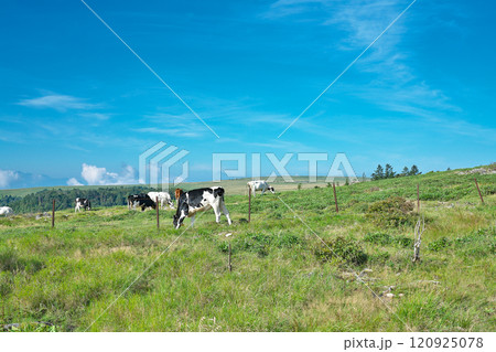 【美ヶ原高原 (牛伏山 牧場)】 長野県上田市武石上本入 120925078