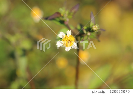 秋の野原に咲く白い小さな舌状花と黄色い筒状花のアイノコセンダングサの花 秋の野原に咲く白い小さな舌状花と黄色い筒状花のアイノコセンダングサの花 120925079