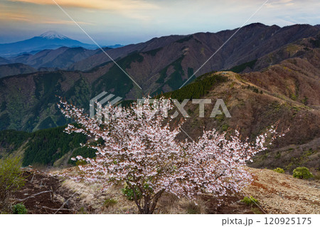 マメザクラ咲く丹沢表尾根・三ノ塔から見る夜明けの塔ノ岳と富士山 マメザクラ咲く丹沢表尾根・三ノ塔から見る夜明けの塔ノ岳と富士山 120925175