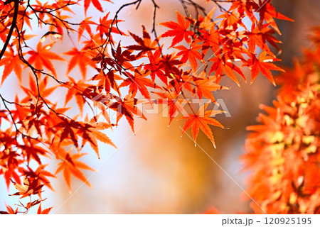 紅葉したモミジ 120925195