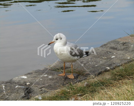 稲毛海浜公園に来た冬の渡り鳥ユリカモメ 120925220