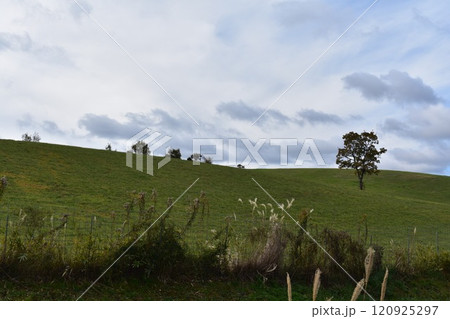 大分県九重町の風景 大分県九重町の風景 120925297