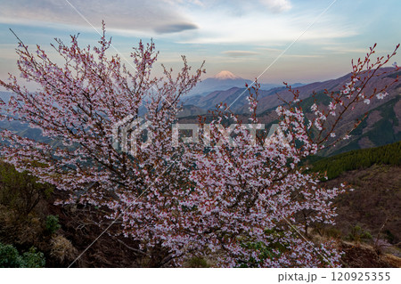 マメザクラ咲く丹沢表尾根・三ノ塔から朝の富士山の眺め 120925355