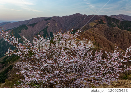 マメザクラ咲く丹沢表尾根・三ノ塔から見る夜明けの塔ノ岳 120925428
