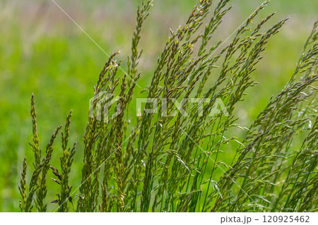 Poa trivialis rough bluegrass, rough-stalked meadow-grass or rough meadow-grass, is perennial plant regarded in US as ornamental plant. It is part of grass family Poa trivialis rough bluegrass, rough-stalked meadow-grass or rough meadow-grass, is perennial plant regarded in US as ornamental plant. It is part of grass family 120925462