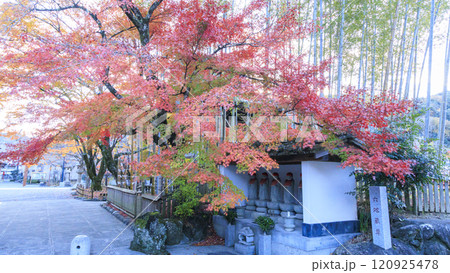 真っ赤な紅葉と橋 120925478