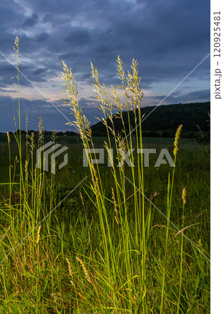 Calamagrostis arundinacea is a species of bunch grass in the family Poaceae, native to Eurasia, China and India. closeup of weeds of tropical mountains. Wild grass wallpaper. Weeds. nature grass 120925481