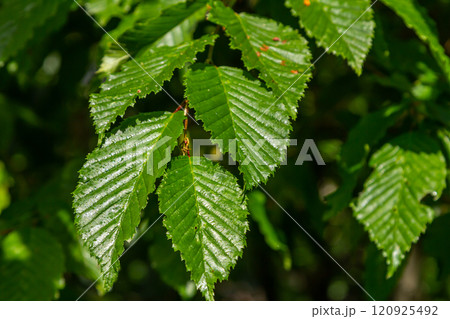 Bright green hornbeam tree leaves in front of the sky. Forest nature background Bright green hornbeam tree leaves in front of the sky. Forest nature background 120925492
