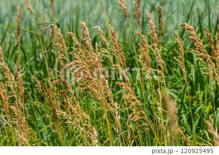 Poa trivialis rough bluegrass, rough-stalked meadow-grass or rough meadow-grass, is perennial plant regarded in US as ornamental plant. It is part of grass family Poa trivialis rough bluegrass, rough-stalked meadow-grass or rough meadow-grass, is perennial plant regarded in US as ornamental plant. It is part of grass family 120925495
