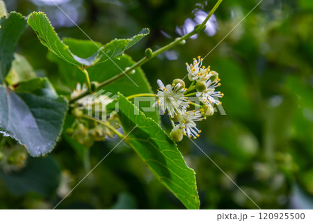 Linden, linden blossom with green leaves on a tree in summer 120925500