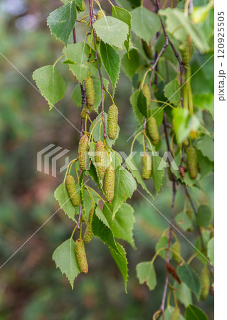 Detail of leafs and blossom of Betula pendula tree, silver birch 120925505