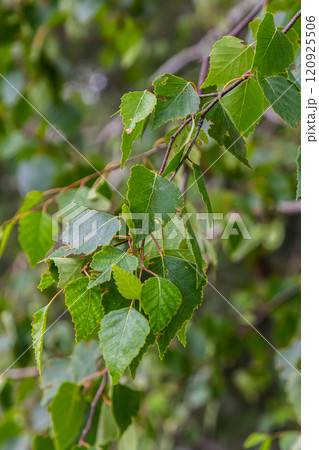 Summer background with a birch branch and earrings illuminated by the sun. Green birch leaves with dangling earrings 120925506