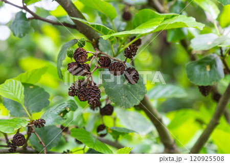 Green and brown alder cones, alder catkins and green leaves Green and brown alder cones, alder catkins and green leaves 120925508