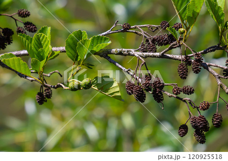 Green and brown alder cones, alder catkins and green leaves Green and brown alder cones, alder catkins and green leaves 120925518