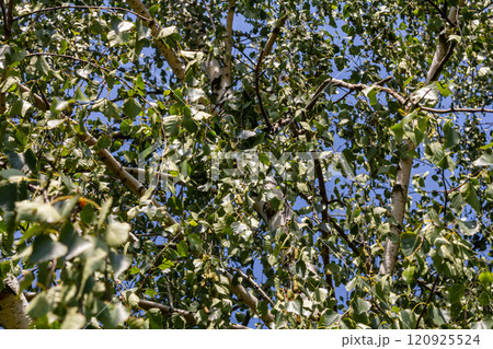 Detail of leafs and blossom of Betula pendula tree, silver birch Detail of leafs and blossom of Betula pendula tree, silver birch 120925524