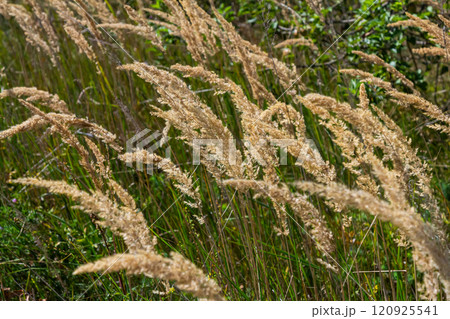 Inflorescence of wood small-reed Calamagrostis epigejos on a meadow Inflorescence of wood small-reed Calamagrostis epigejos on a meadow 120925541