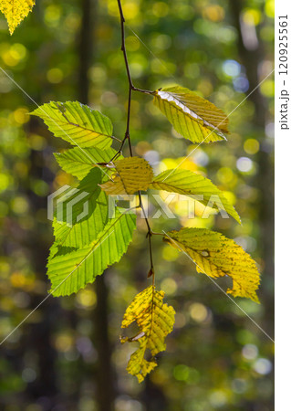sunlit autumn leaves, colorful fall, colorful hornbeam leafs, carpinus sunlit autumn leaves, colorful fall, colorful hornbeam leafs, carpinus 120925561