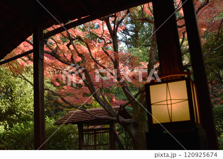 妙心寺塔頭 桂春院 書院から見る「侘の庭」 秋 妙心寺塔頭 桂春院 書院から見る「侘の庭」 秋 120925674