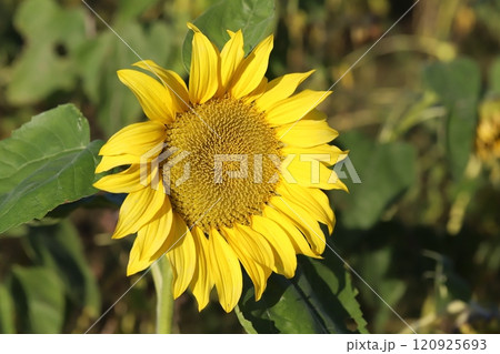 晩秋の庭に咲く遅咲きの黄色いヒマワリの花 120925693