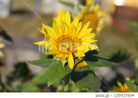 晩秋の庭に咲く遅咲きの黄色いヒマワリの花 晩秋の庭に咲く遅咲きの黄色いヒマワリの花 120925694